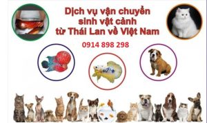 Dịch vụ vận chuyển thú cưng từ Thái Lan về Việt Nam an toàn nhất